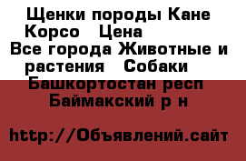 Щенки породы Кане-Корсо › Цена ­ 25 000 - Все города Животные и растения » Собаки   . Башкортостан респ.,Баймакский р-н